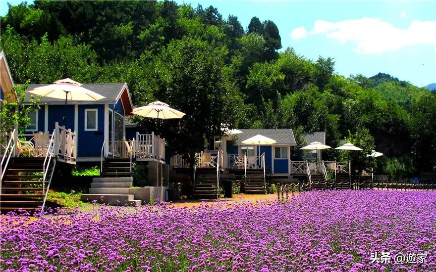 又到了薰衣草盛开的季节,上海市薰衣草花海