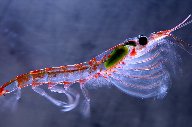 哪个国家开采南极磷虾最多,南极磷虾为什么是海上金矿