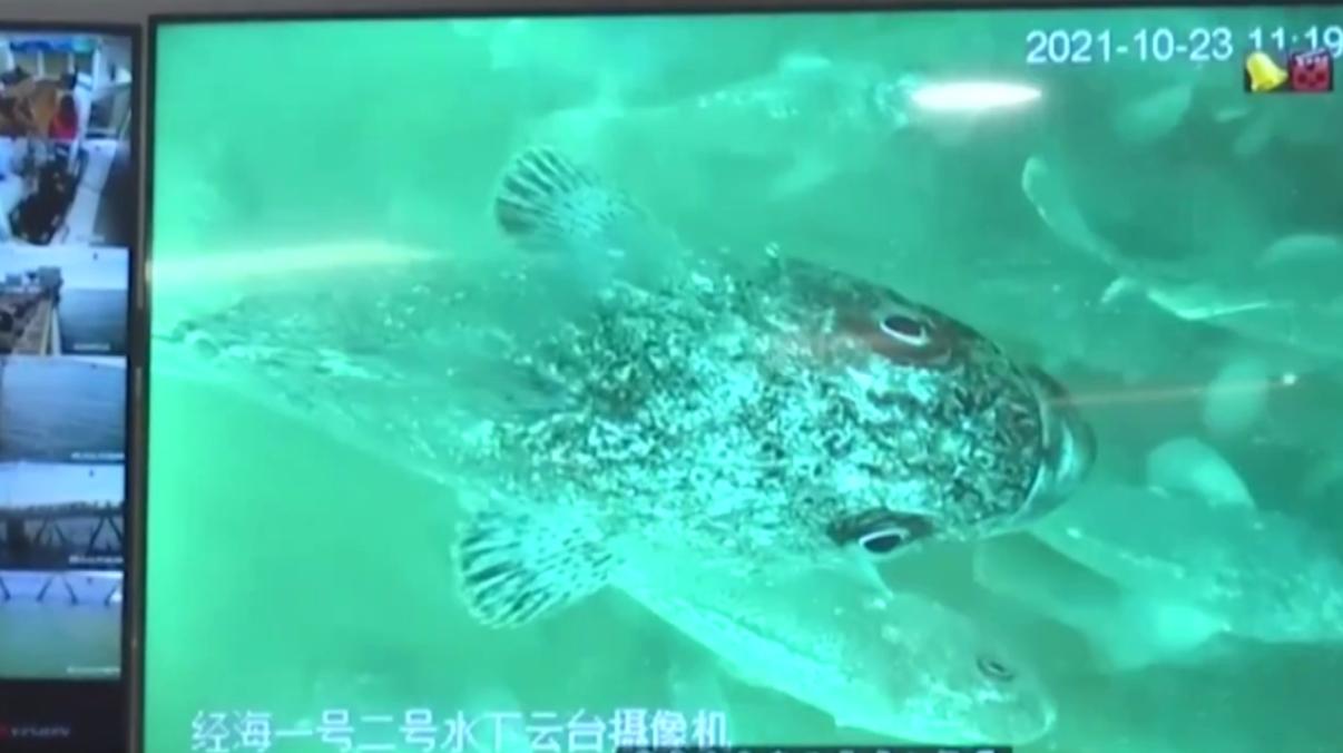 一次养鱼1000吨，中国在渤海建“亚洲最大鱼塘”，首次收网大丰收