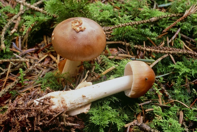 野生蘑菇用大蒜能鉴别有毒吗,野生蘑菇怎么鉴别