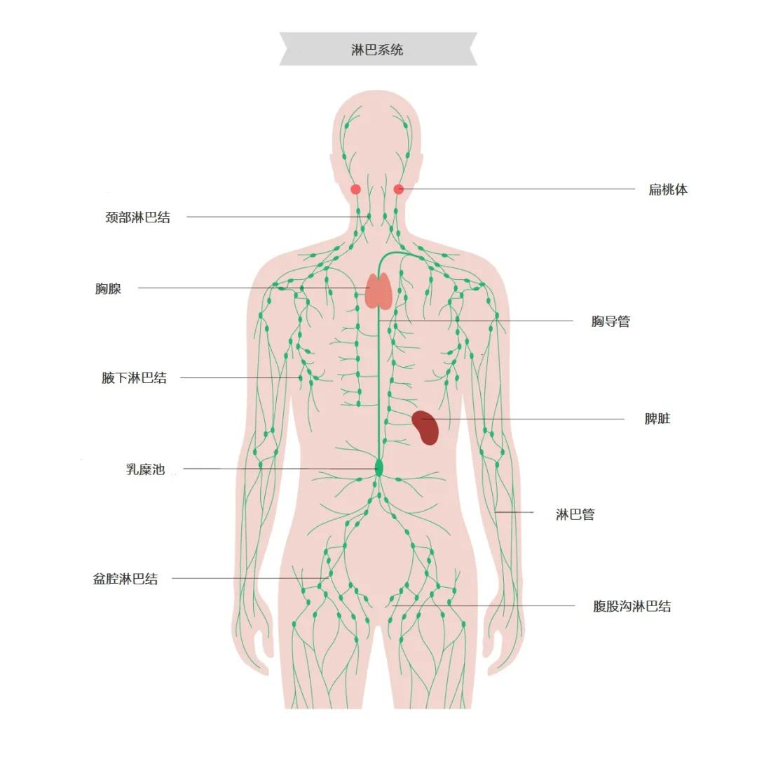 身体多部位淋巴结肿大是什么原因,淋巴结肿大按摩哪个部位最有效