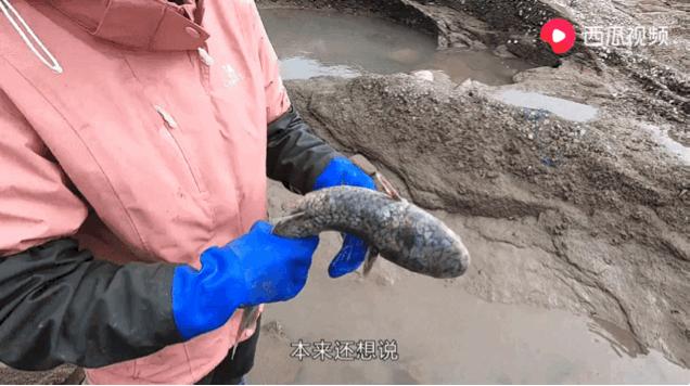 西瓜视频赶海活动,西瓜视频赶海