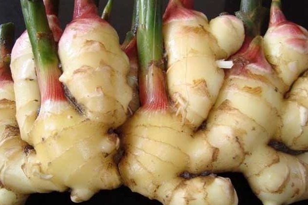 如何种生姜阳台盆栽生姜,生姜如何种植成盆栽