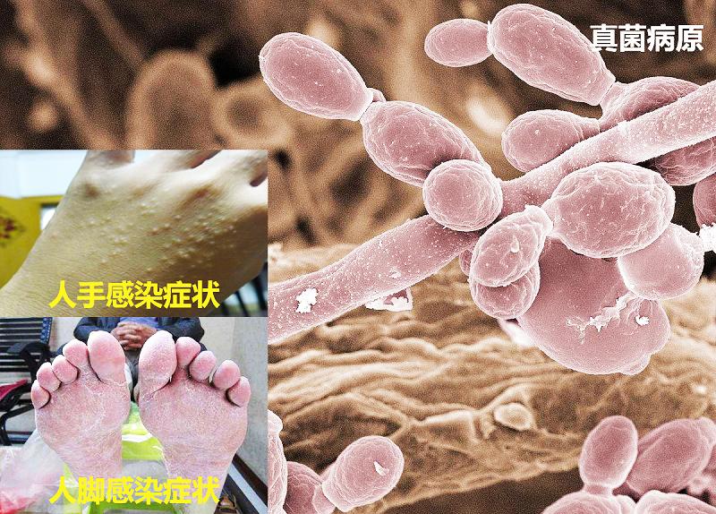 猫狗皮肤病有哪些类型,宠物常见皮肤病有哪些症状