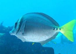 十大最好看的观赏鱼图片大全,十种最漂亮的观赏鱼图片