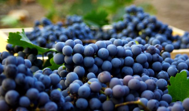 波尔多葡萄酒怎么样才正确,波尔多葡萄酒怎么选择好喝