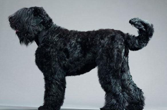 性格温顺的大型犬品种,宠物狗大型犬都有哪些品种