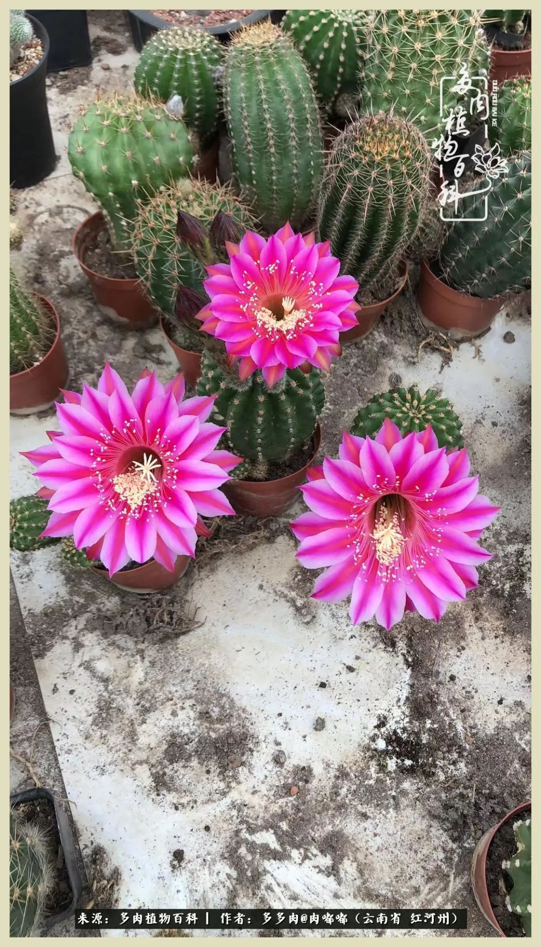 这个春天我们一起去赏花,这个季节我们一起去看花