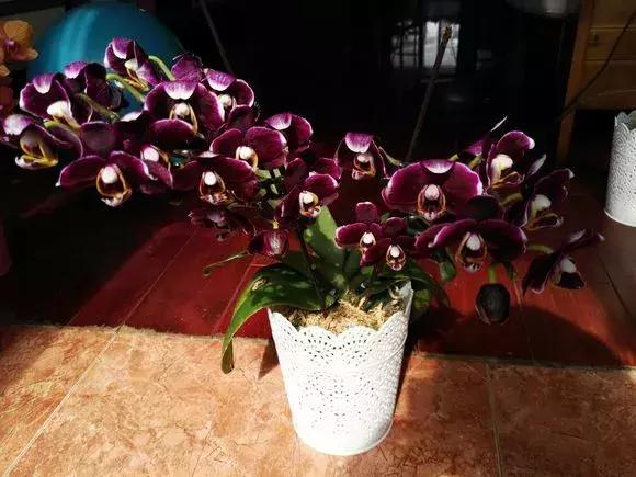 哪种兰花易开花又好养,最容易开花的兰花一年开多次