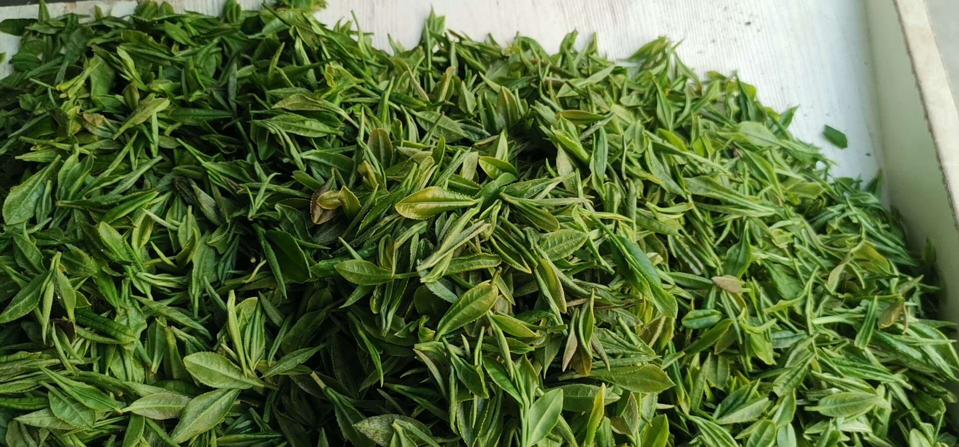 杀青轻重对信阳毛尖滋味的影响,信阳毛尖杀青到不到位的区别