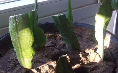 一棵仙人掌上长着三棵花,一棵多种开花仙人掌