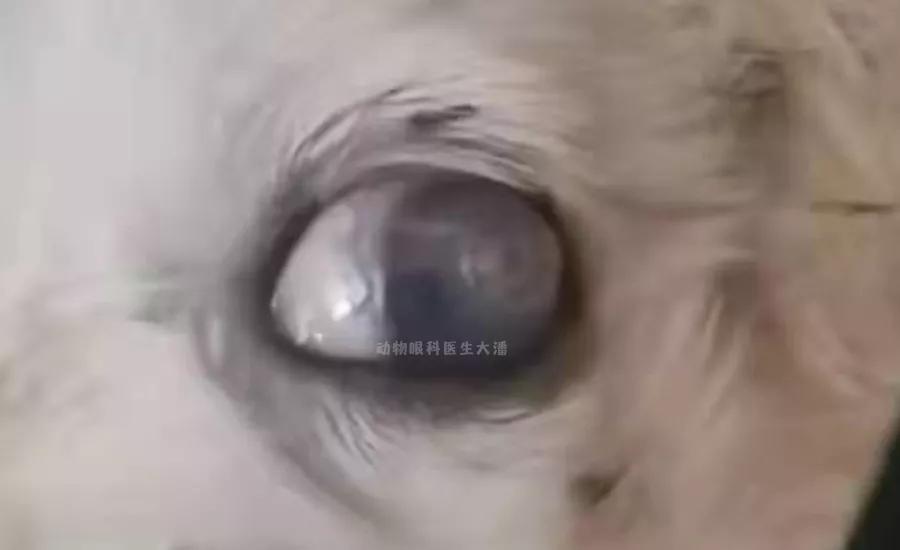 狗角膜穿孔保守治疗,犬角膜溃疡穿孔怎样治疗