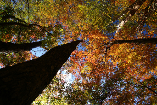 秋景拍摄技巧和方法,秋景拍摄三大忌