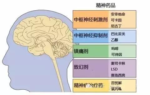 面神经分布图片大全,怎么记住面神经分布