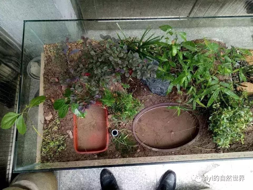 黄缘龟多大可以进环境造景,黄缘龟造景用陶粒还是火山石