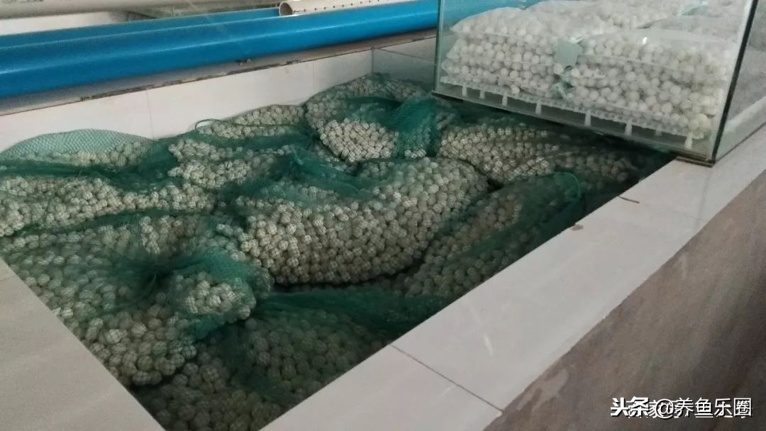 这位土豪家的渔场，光滤材就花了500多万，你确定不要见识一下？