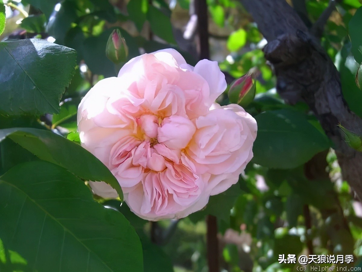 怦然心动的万人迷月季，原来从它而来（二）