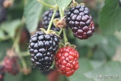 澶ф绉嶆榛戣帗鏋滄爲,澶ф榛戣帗