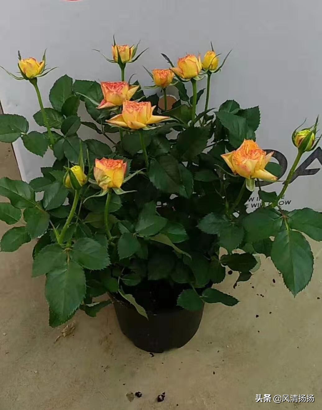 迷你小玫瑰怎样养活,迷你小玫瑰花怎么养才不会枯萎