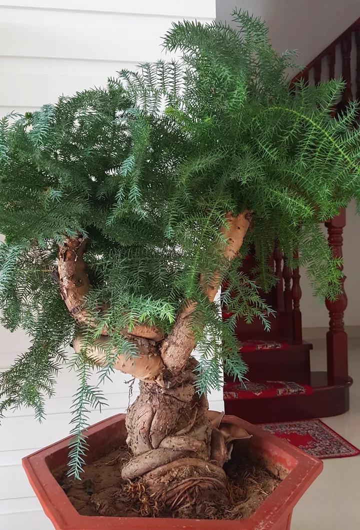 什么花放在家里最好看最实用,放家里风水好又好养的花有哪些