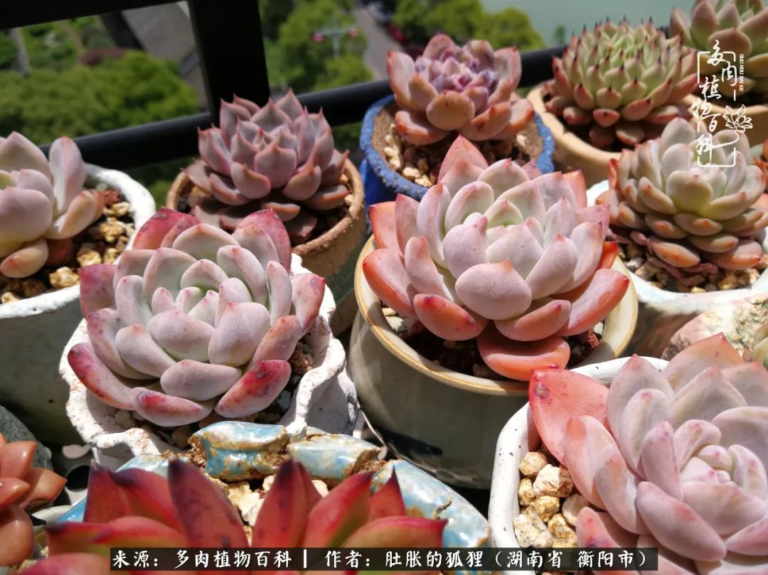 多肉用大盆养好还是用小盆养,多肉用石子养好还是用土养好