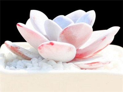 雪莲多肉怎么养护,多肉雪莲怎么养护