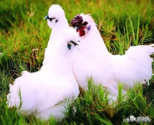 养鸡三大绝密秘诀,养鸡技术十大经典