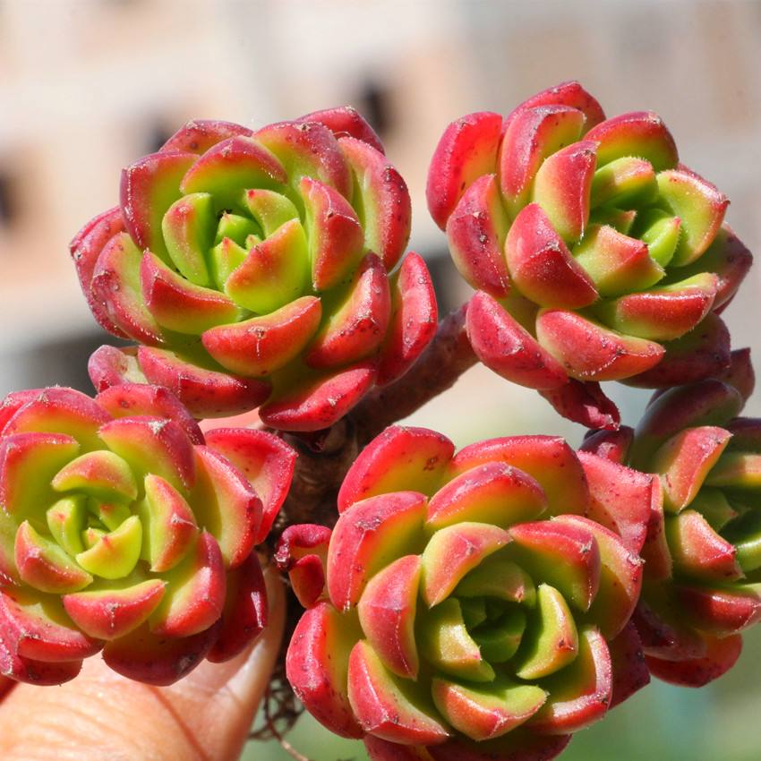 多肉中最皮实好养耐寒的品种,多肉可以四季露养的品种