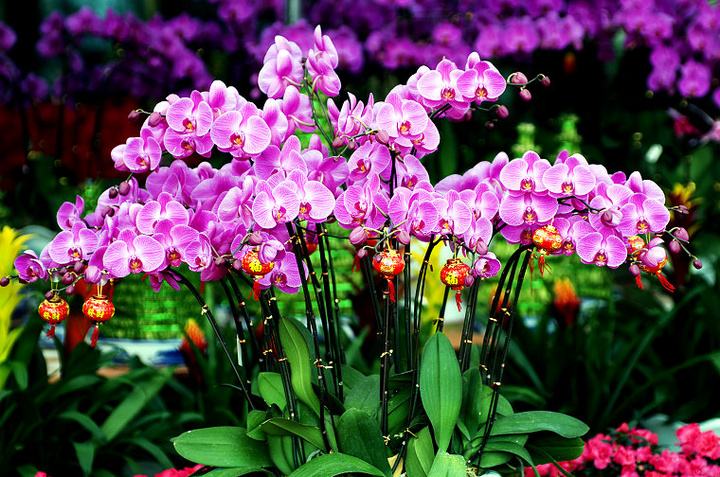 养这6种花太省心新手也很难养死,这6种花从春开到夏养了不吃亏