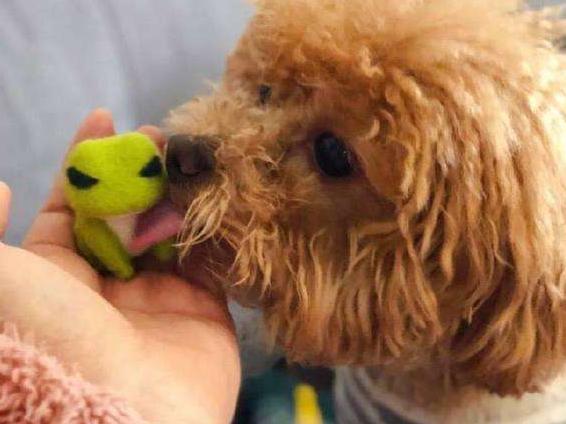 泰迪犬为何总爱舔人？它只是想告诉你这5件事，希望每个主人都懂
