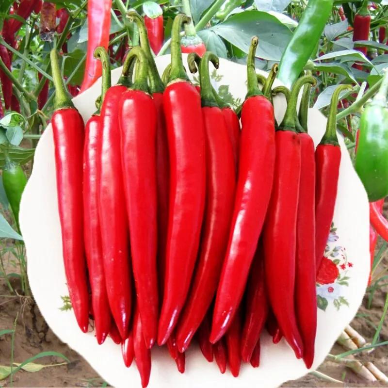 最近山东青州蔬菜市场行情 (青州蔬菜批发市场最新价格表)