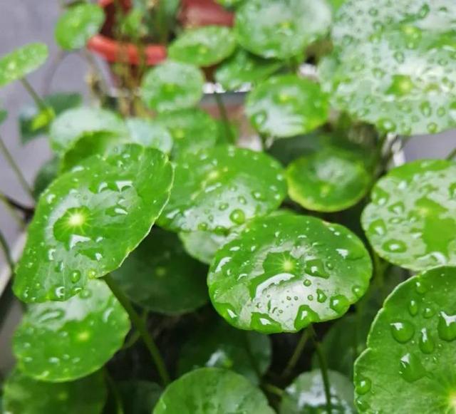 3种“喜水花”，春天多喂一点水，咕噜咕噜窜大个，特喜人