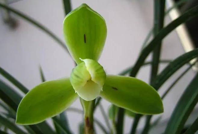 最好的兰花品种图片及名称大全,各种兰花品种详细介绍大全