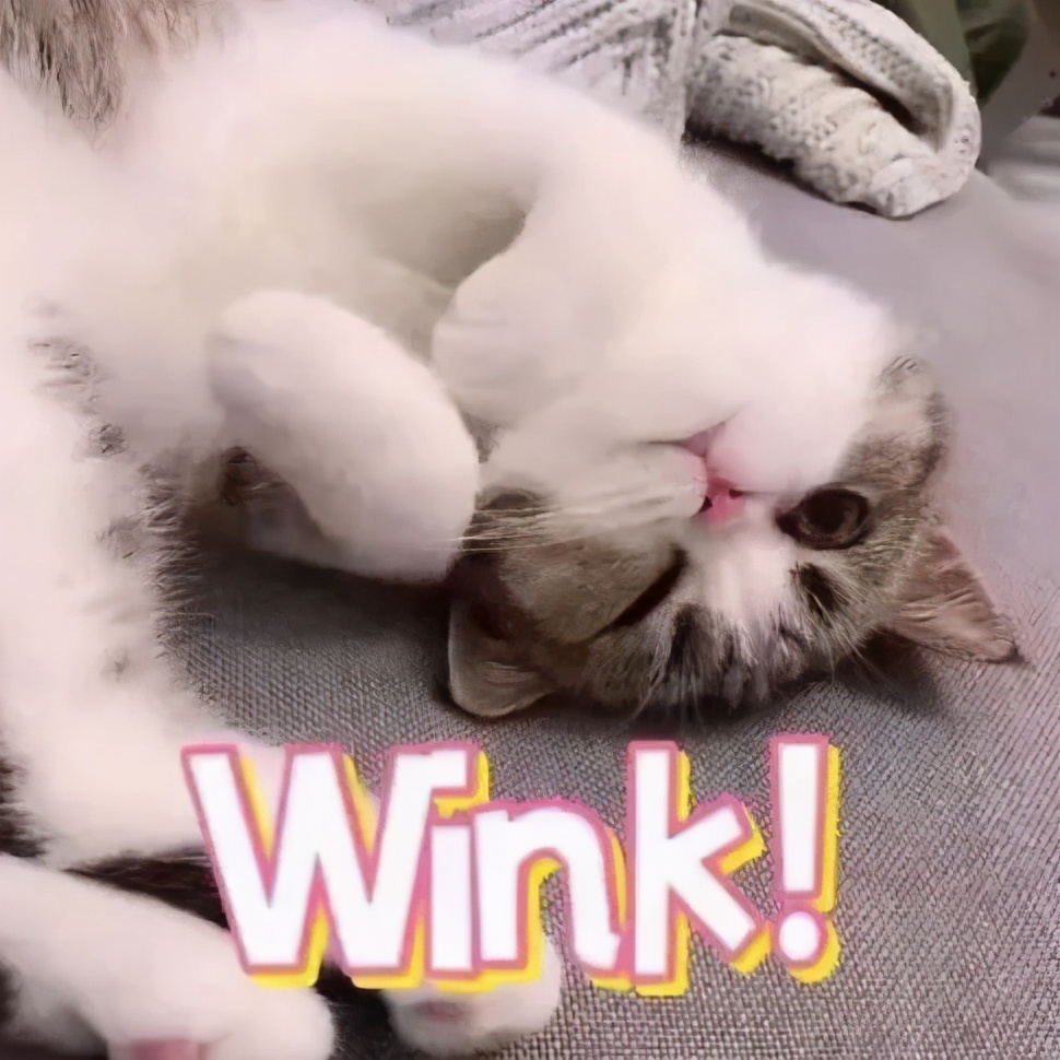 猫咪里面最温顺的是什么猫,什么猫咪是世界上最最温柔的猫咪