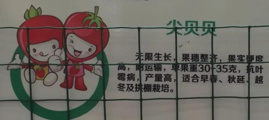 到山东不会饿着你,到山东怎么能不吃煎饼和大馒头呢