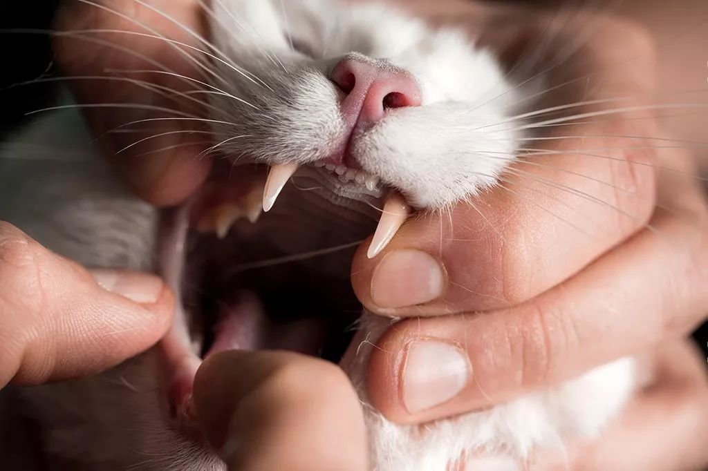 猫咪怎么判断是牙齿的问题,猫咪牙齿问题嘴巴臭