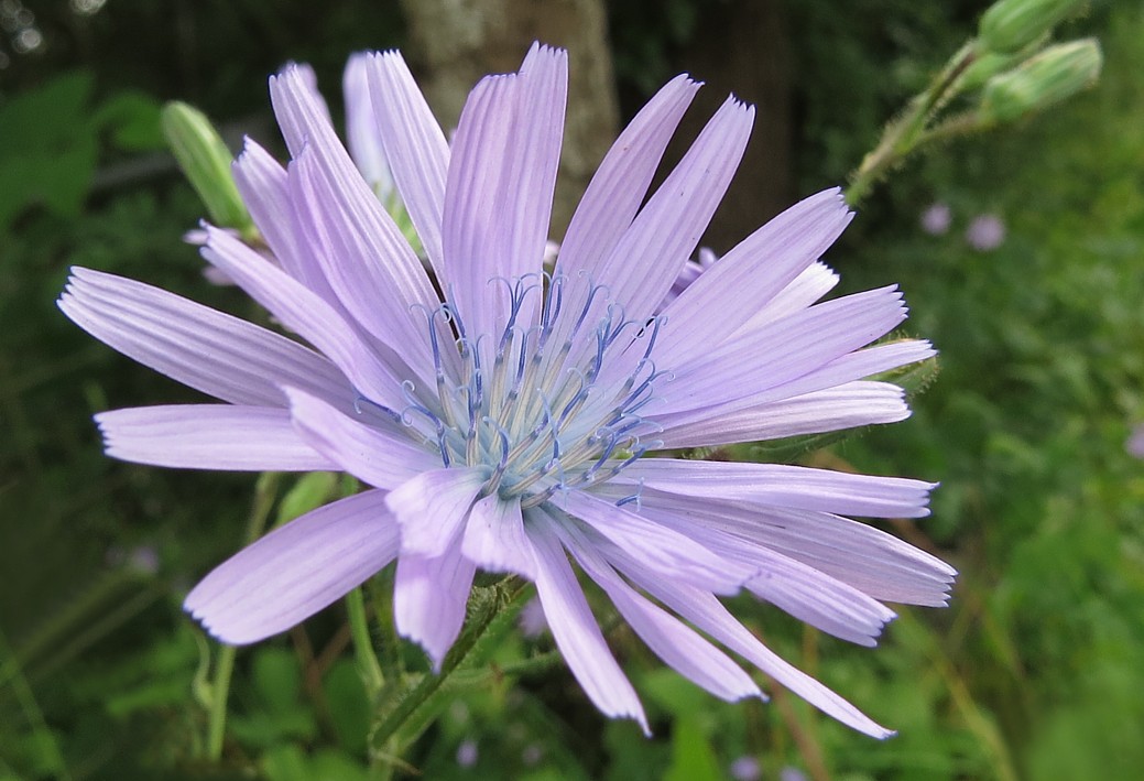生日鲜花用哪几种花,代表友谊长存和生日快乐花语的花