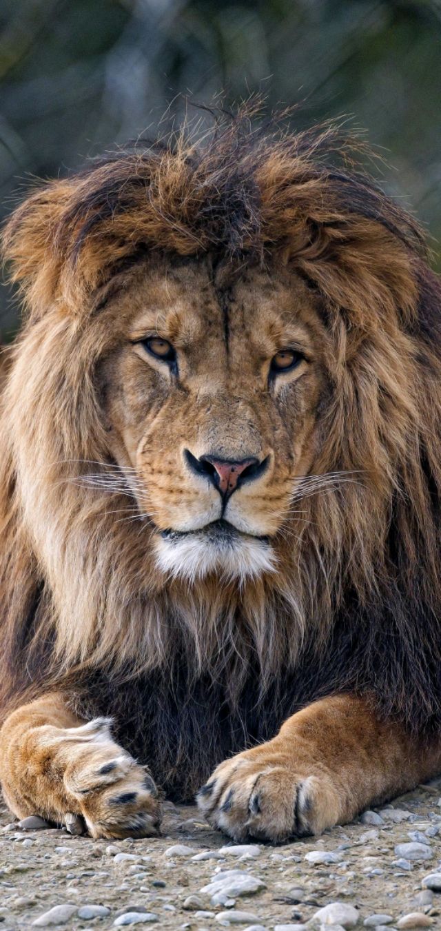 壁纸超清风景动物老虎,壁纸萌宠老虎