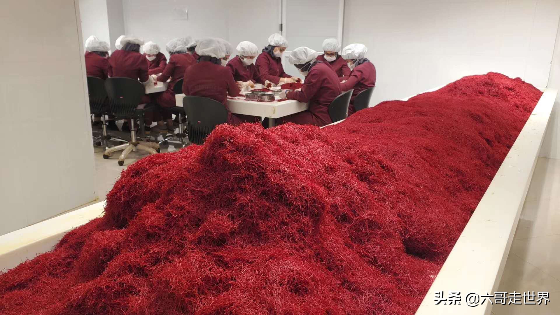 伊朗藏红花丰收季,伊朗红花采摘季