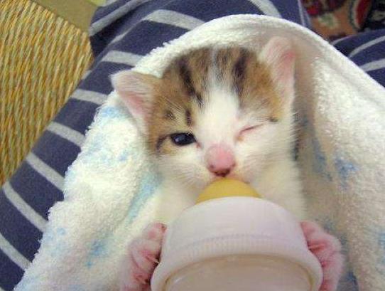 幼猫爱叫不吃奶,幼猫喜欢吃饭不喜欢吃猫粮怎么办