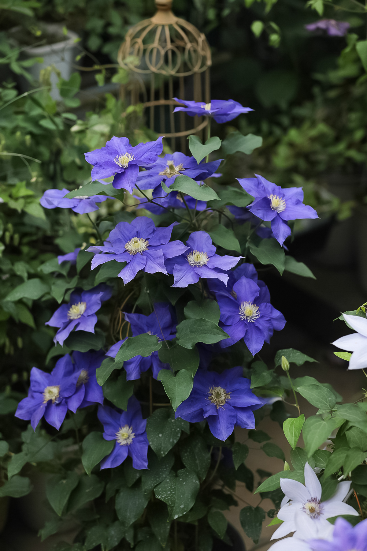 一棵就能爬满墙?这波操作服了