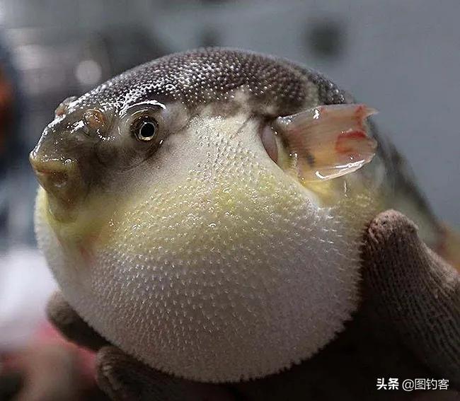 名贵的六种鱼你吃过几种,20种名贵海鱼