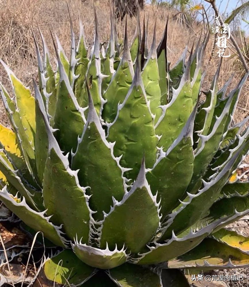 极品龙舌兰,精品龙舌兰欣赏