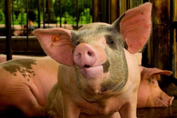 简单的农村养猪自配饲料,农村养猪简单称猪法