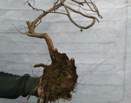 黄栌根腐病,黄栌枯萎病