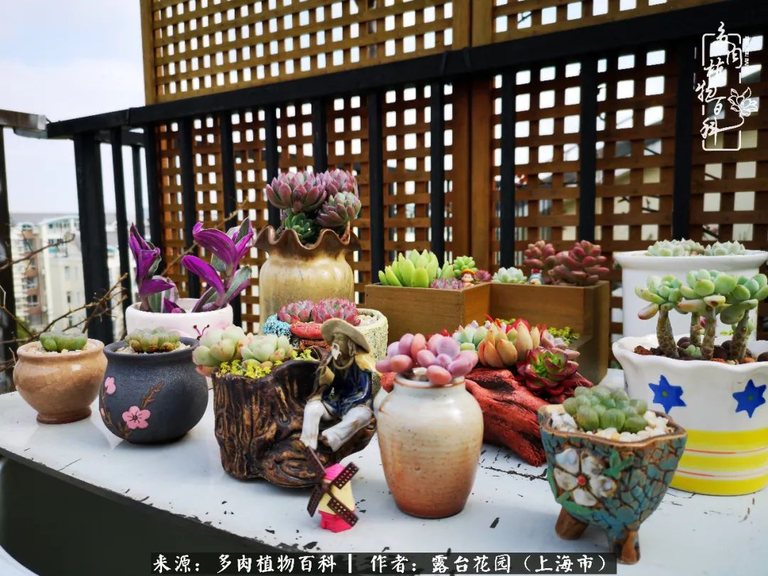 这6种多肉又粉又可爱萌翻少女心,粉粉萌萌的多肉有哪些