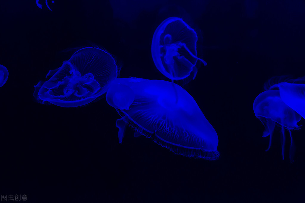 世上最恐怖的鱼食人鱼,史上最吓人的食人鱼