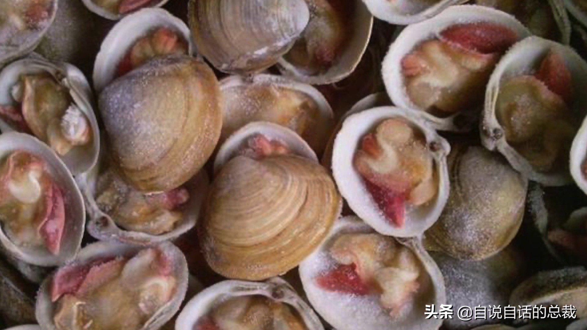 蚬蚌蛏的区别是什么,蚶子蛤蜊蚬子区别