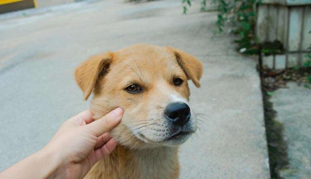 繁殖犬的一生悲惨,一只繁殖犬一辈子能繁殖几窝
