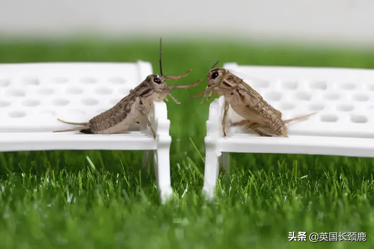 羊驼专治什么病,羊驼治愈厌食症